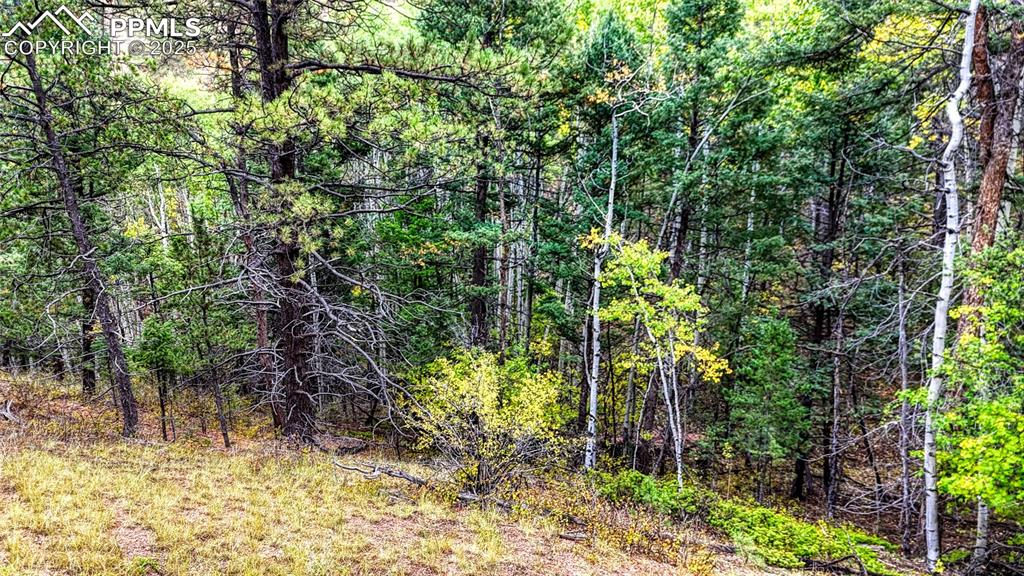 599 Dandy Jim Drive Cripple Creek CO 80813