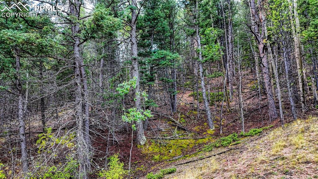 599 Dandy Jim Drive Cripple Creek CO 80813