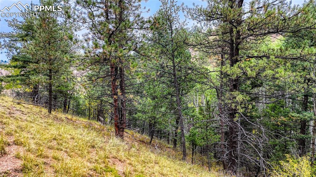 599 Dandy Jim Drive Cripple Creek CO 80813