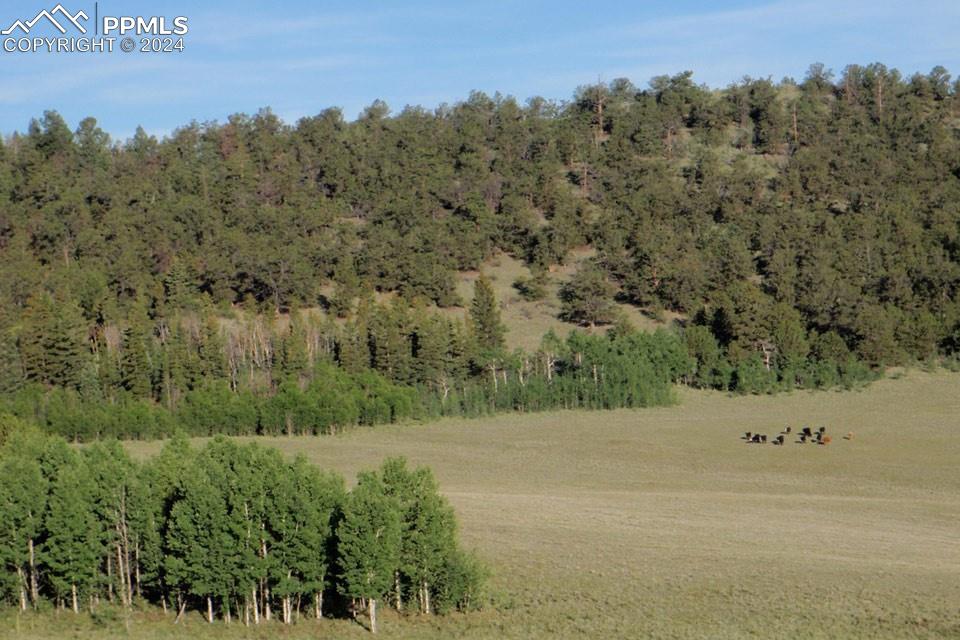 1185 County Road 734 Fairplay CO 80440