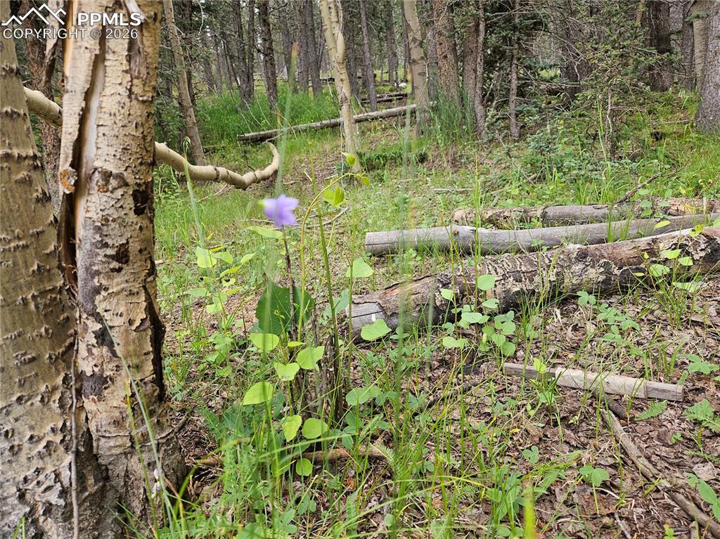 702 Lake Drive Divide CO 80814
