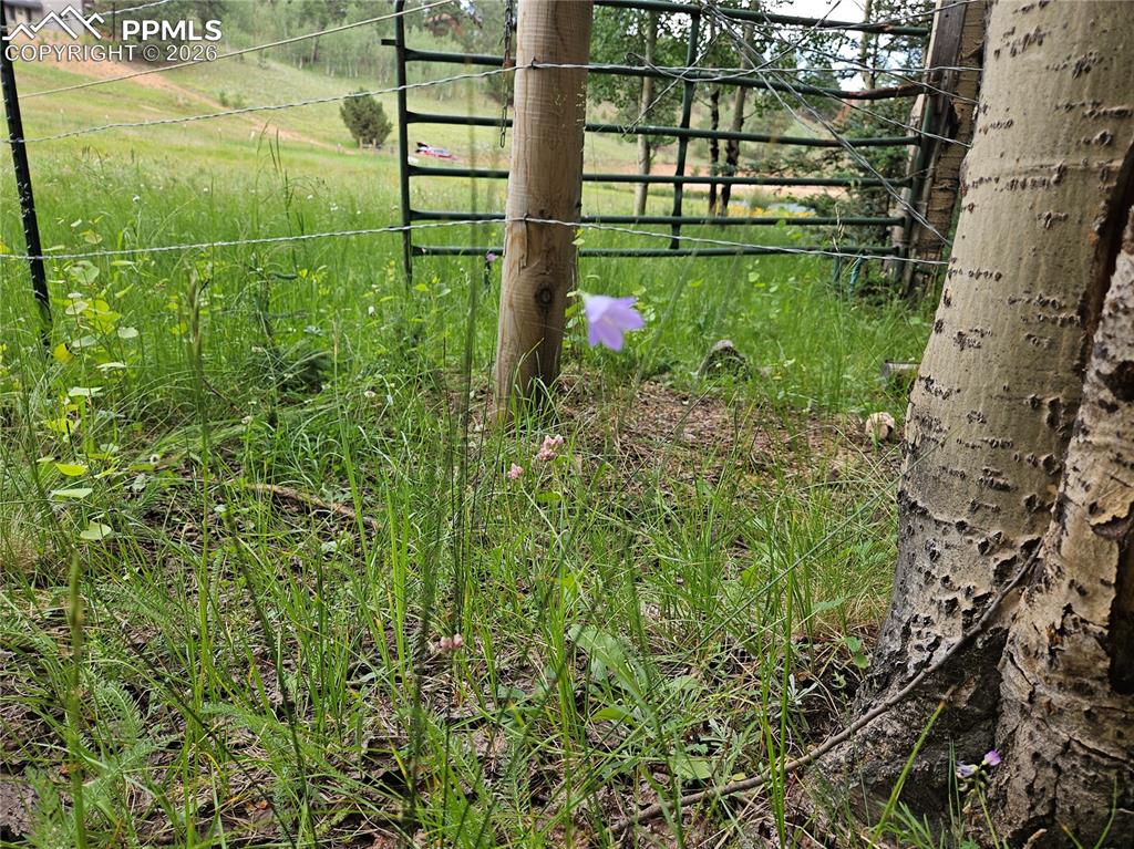 702 Lake Drive Divide CO 80814