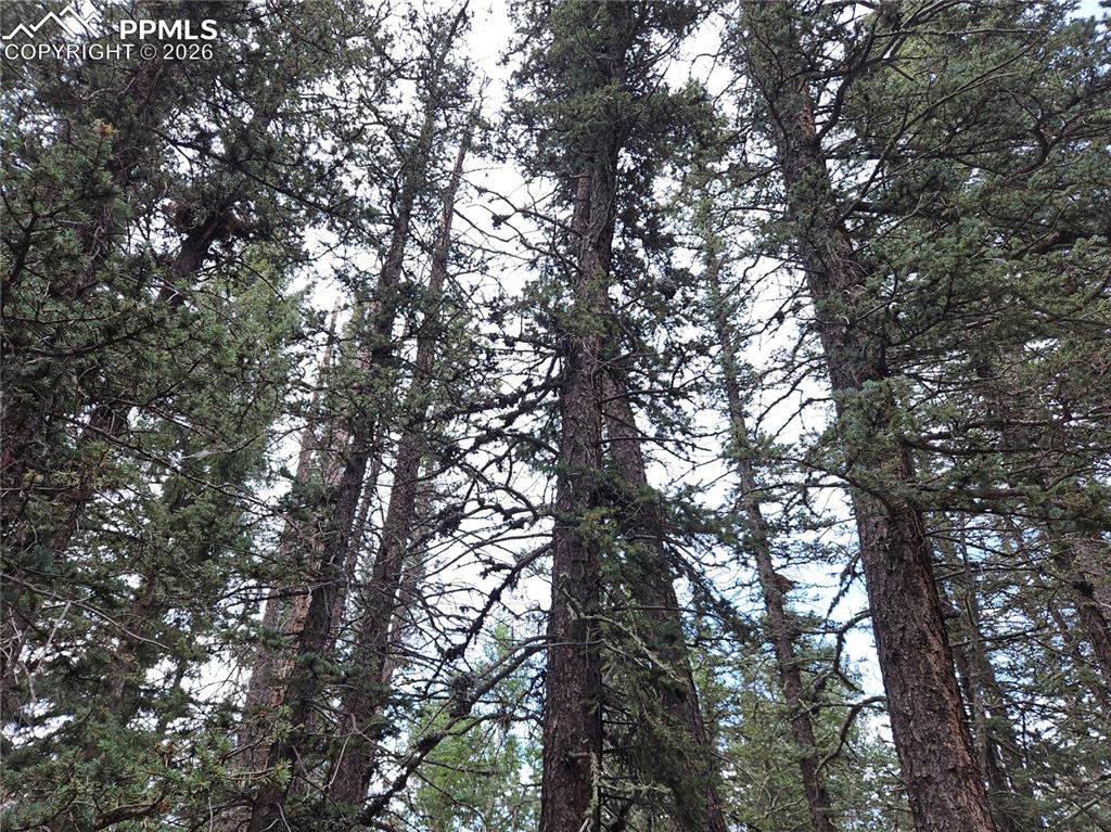 702 Lake Drive Divide CO 80814