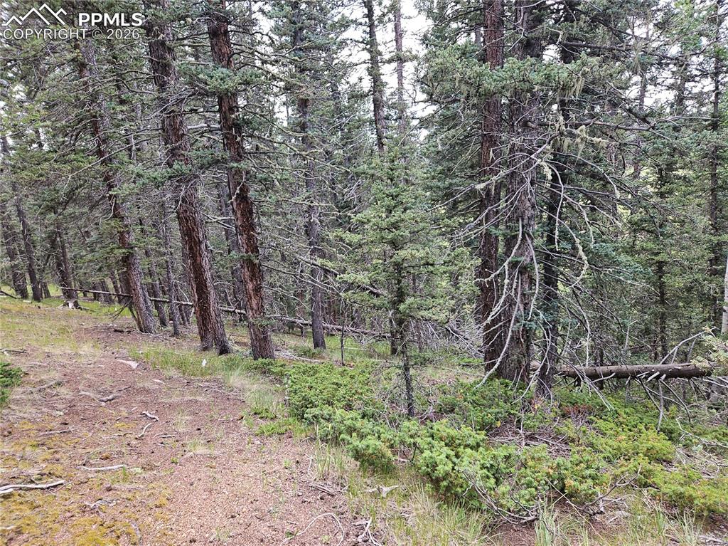 702 Lake Drive Divide CO 80814