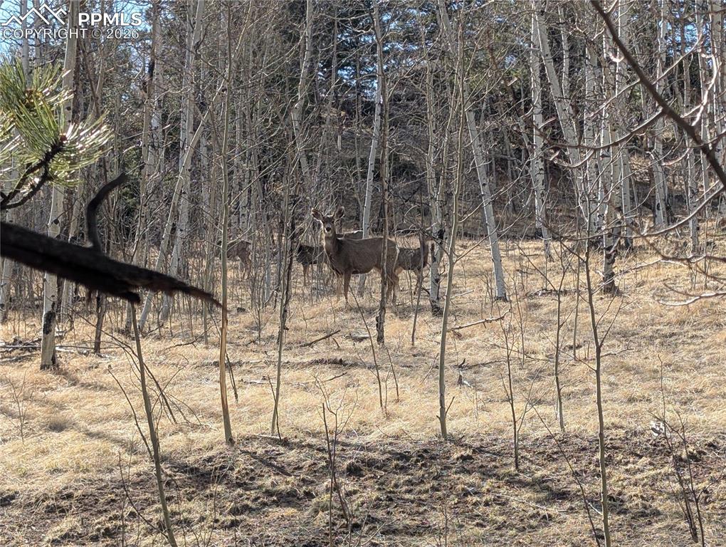 585 Eagle Rock Road Florissant CO 80816
