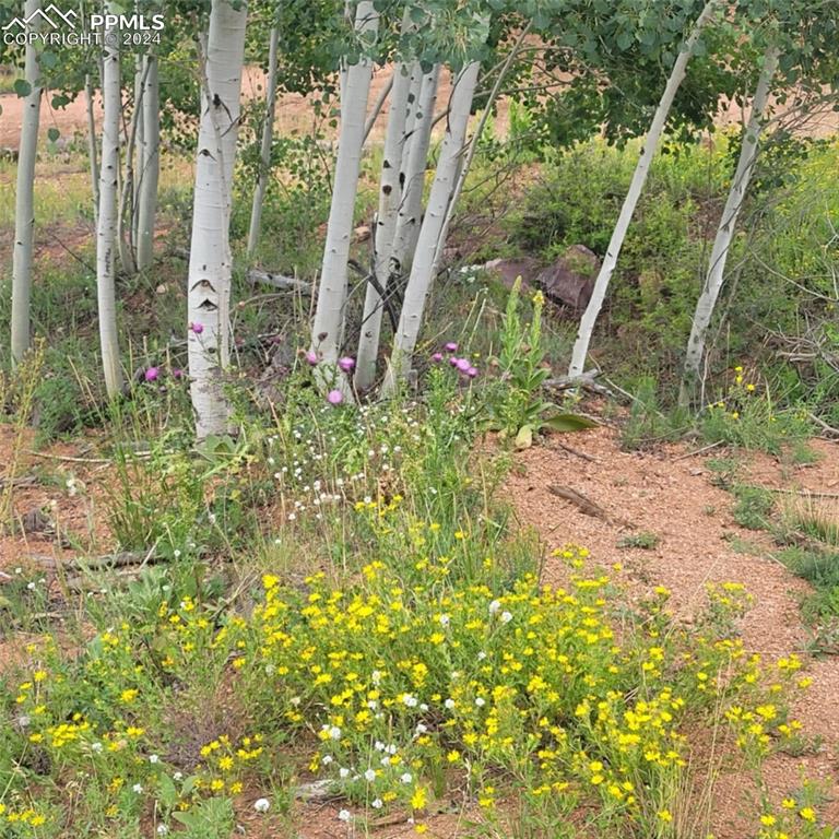 L1 B4 Columbine Circle Woodland Park CO 80863
