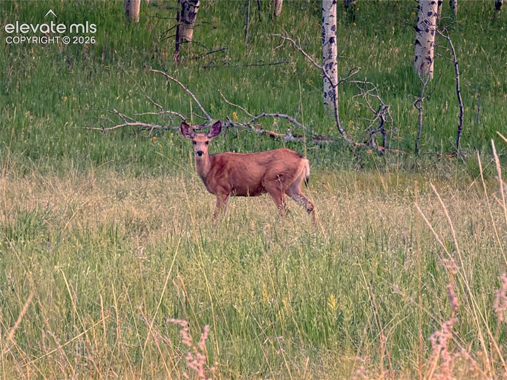 584 Sourdough Road Woodland Park CO 80863