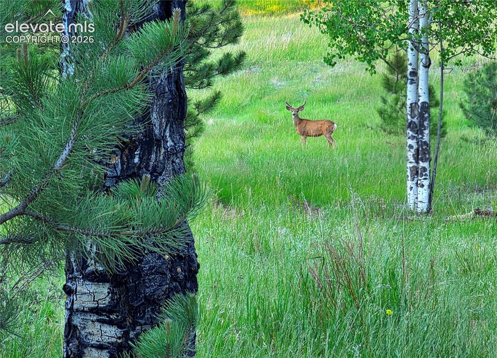 584 Sourdough Road Woodland Park CO 80863