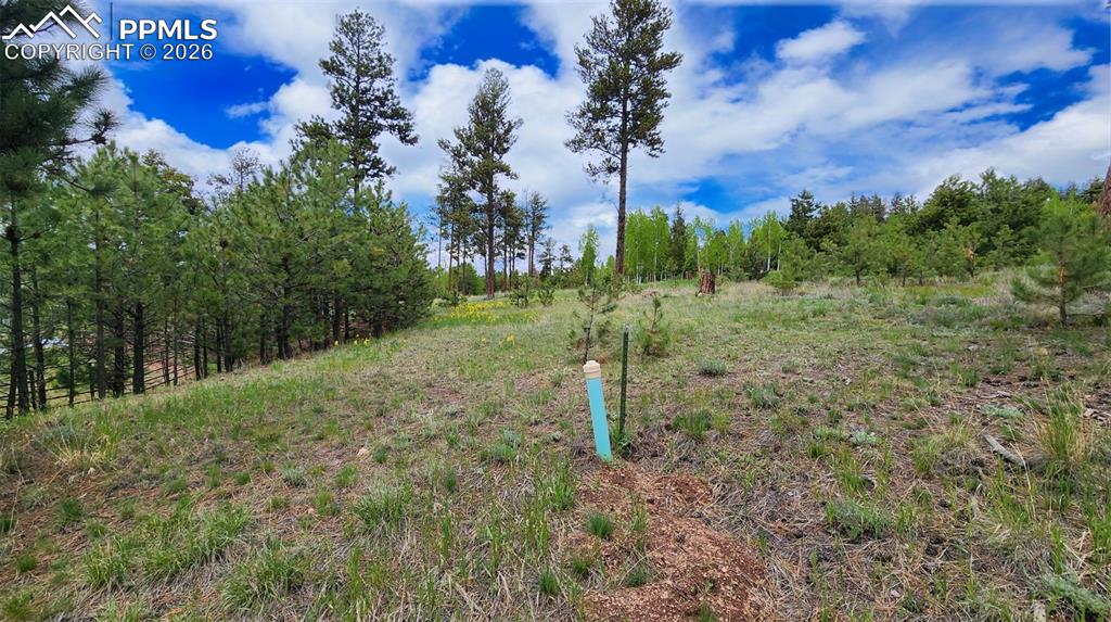 210 Bridlewood Lane Woodland Park CO 80863
