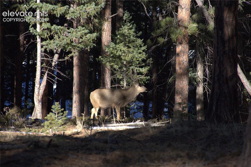 206 Eagles Perch Place Woodland Park CO 80863