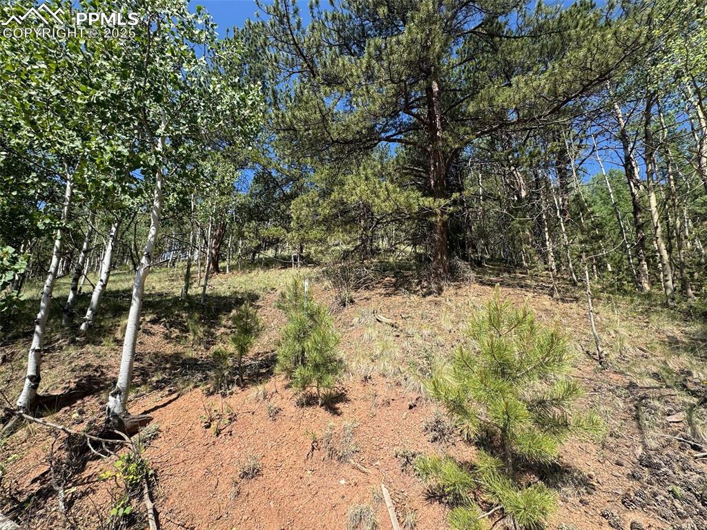 281 Pikes Peak Drive Divide CO 80814