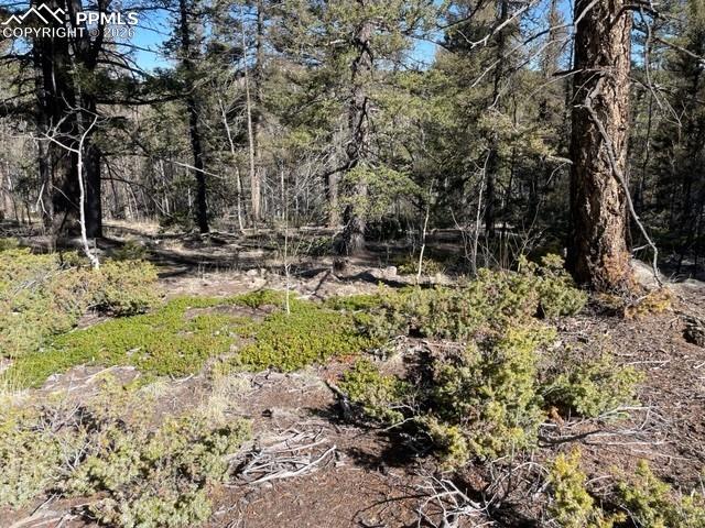 228 Alpine Drive Florissant CO 80816