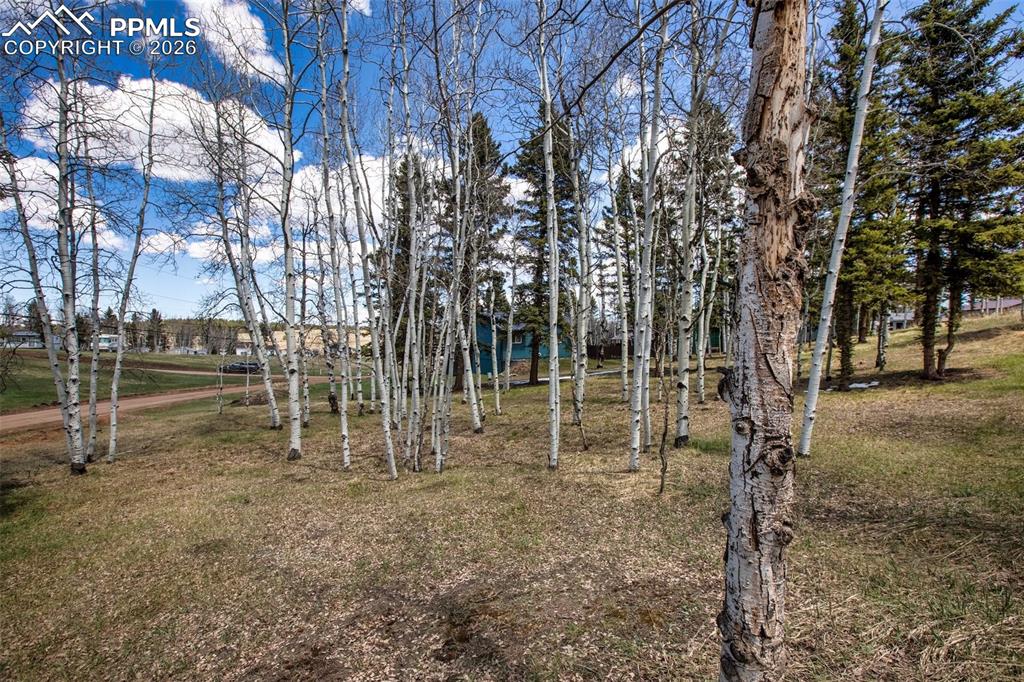571 Will Scarlet Drive Divide CO 80814