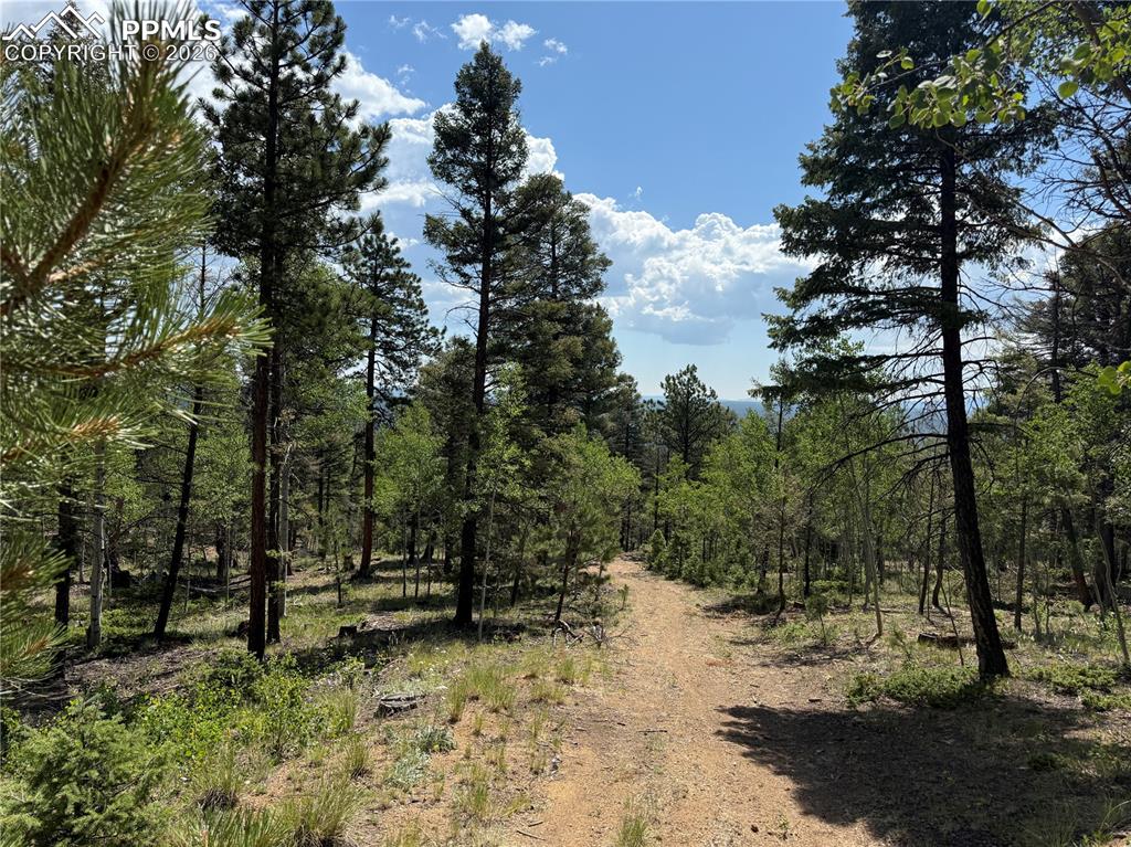 242 Apache Creek Drive Florissant CO 80816