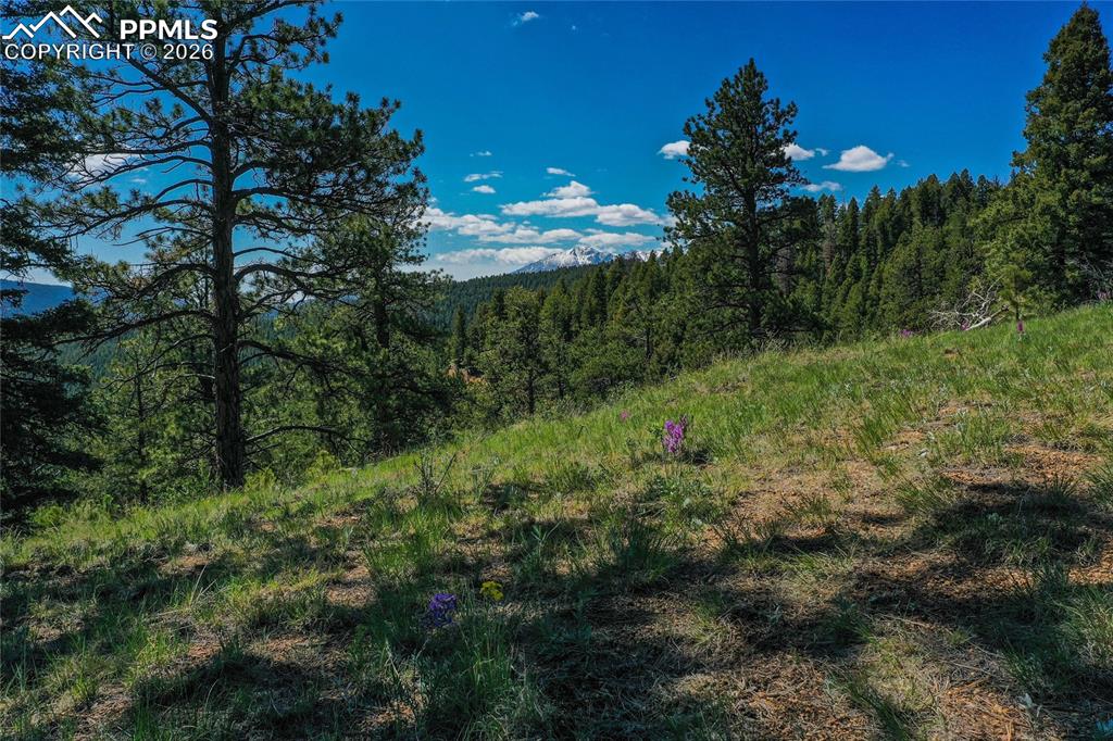 29545 Highway 67 Woodland Park CO 80863