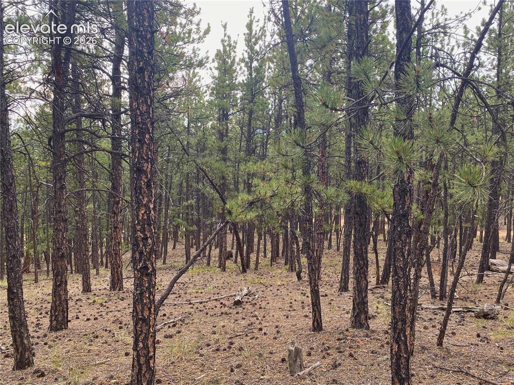 60 Pickens Road Florissant CO 80816