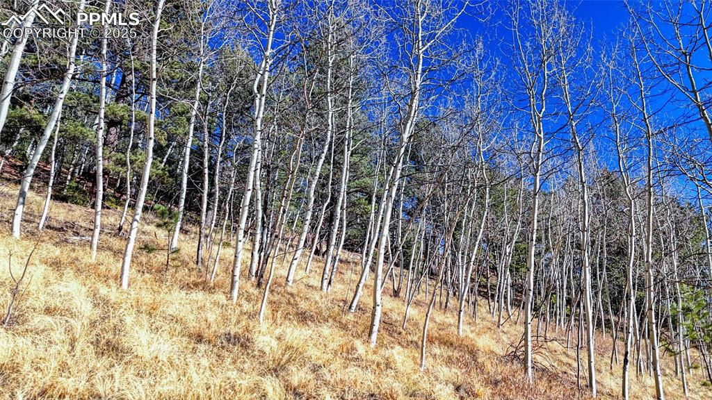 80 Beaver Pond Road Divide CO 80814
