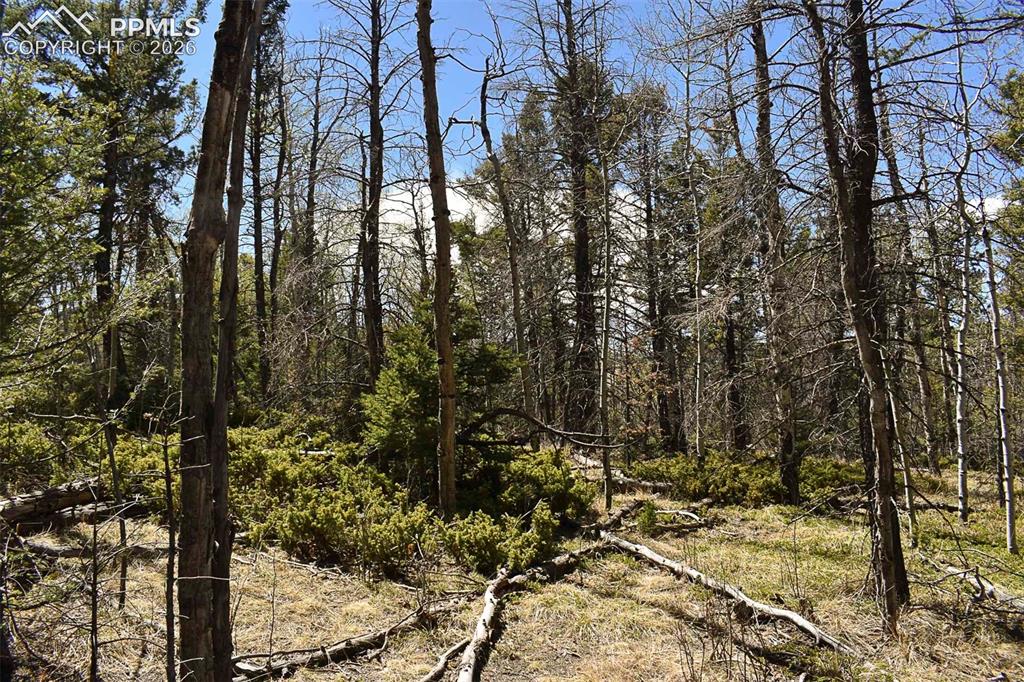 289 Timberline Drive Guffey CO 80820
