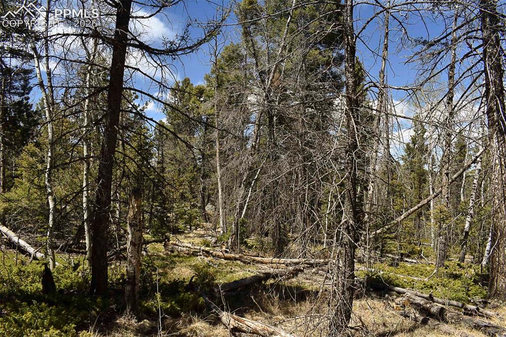 289 Timberline Drive Guffey CO 80820