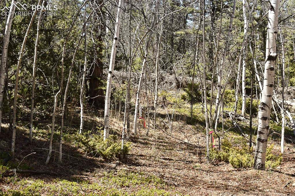 289 Timberline Drive Guffey CO 80820
