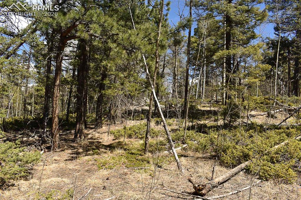 289 Timberline Drive Guffey CO 80820
