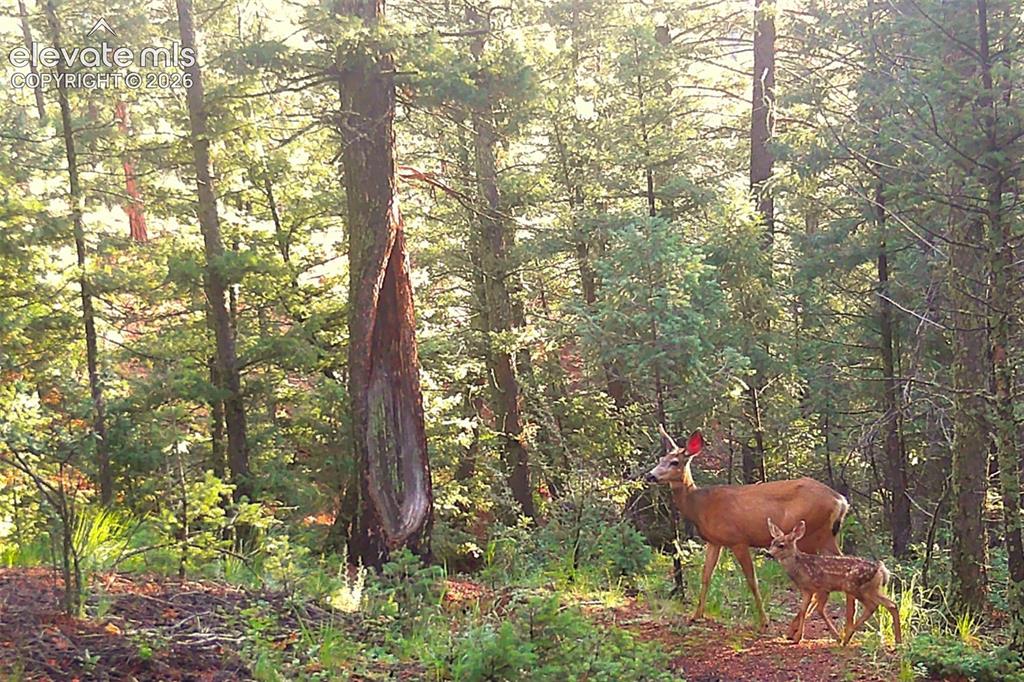 10905 W Highway 24 Green Mountain Falls CO 80819