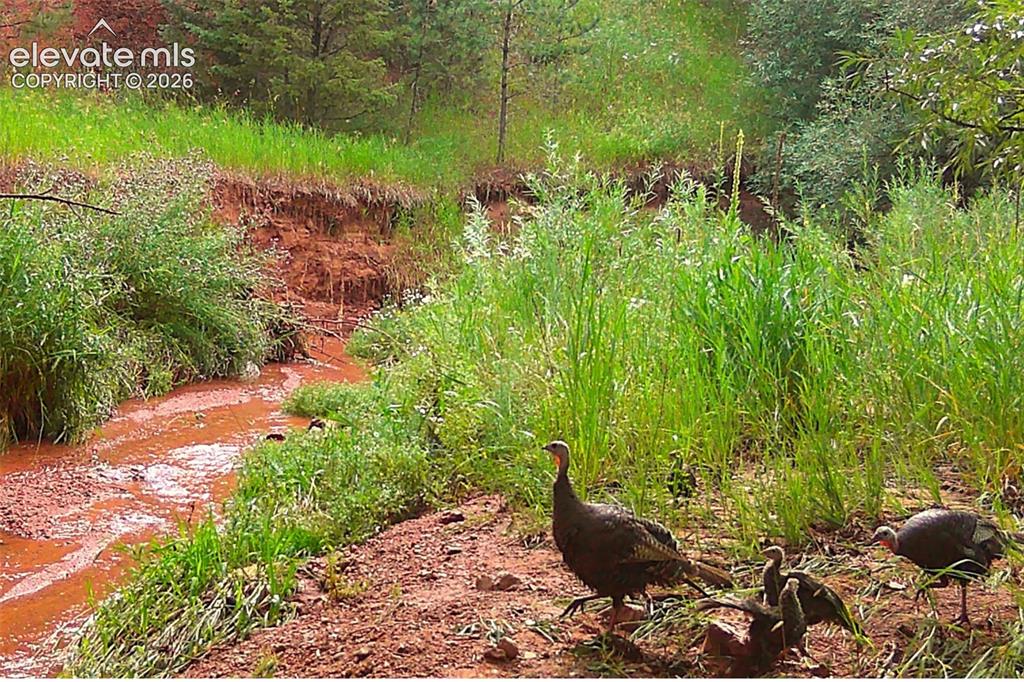 10905 W Highway 24 Green Mountain Falls CO 80819