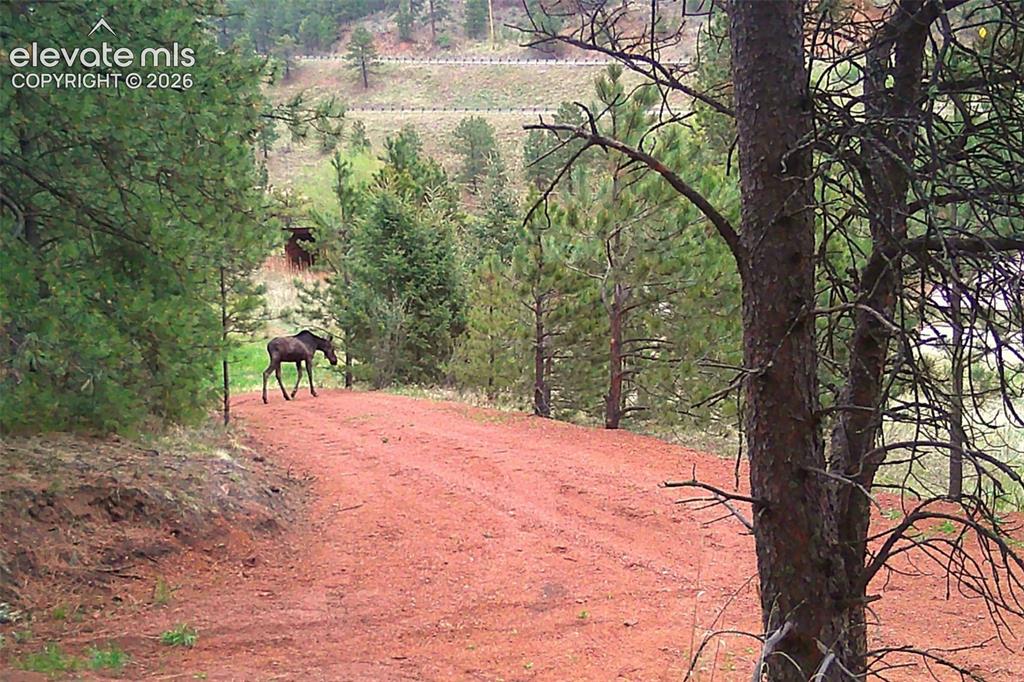 10905 W Highway 24 Green Mountain Falls CO 80819