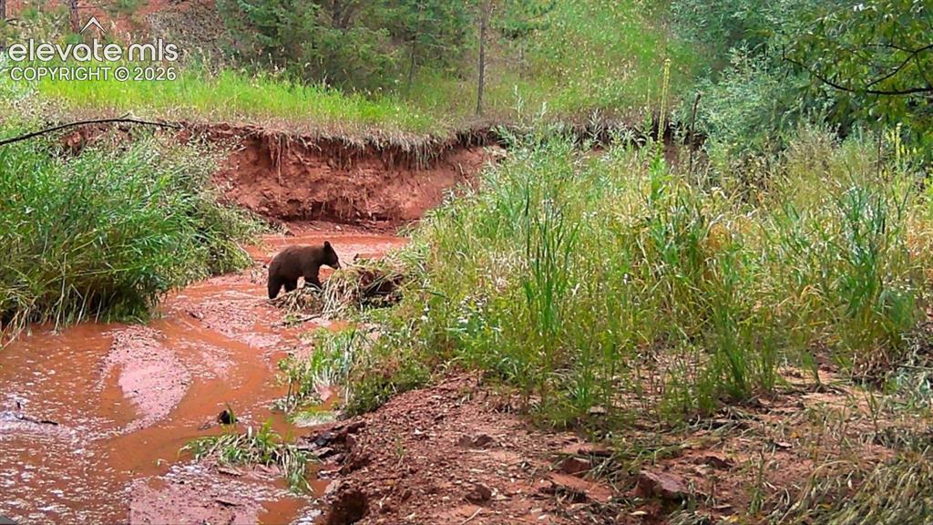 10905 W Highway 24 Green Mountain Falls CO 80819