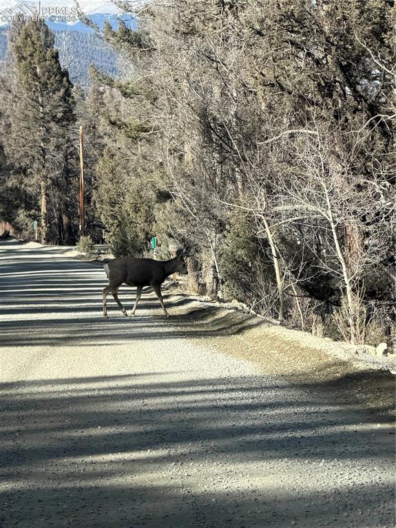 3503 Redhill Road Florissant CO 80440