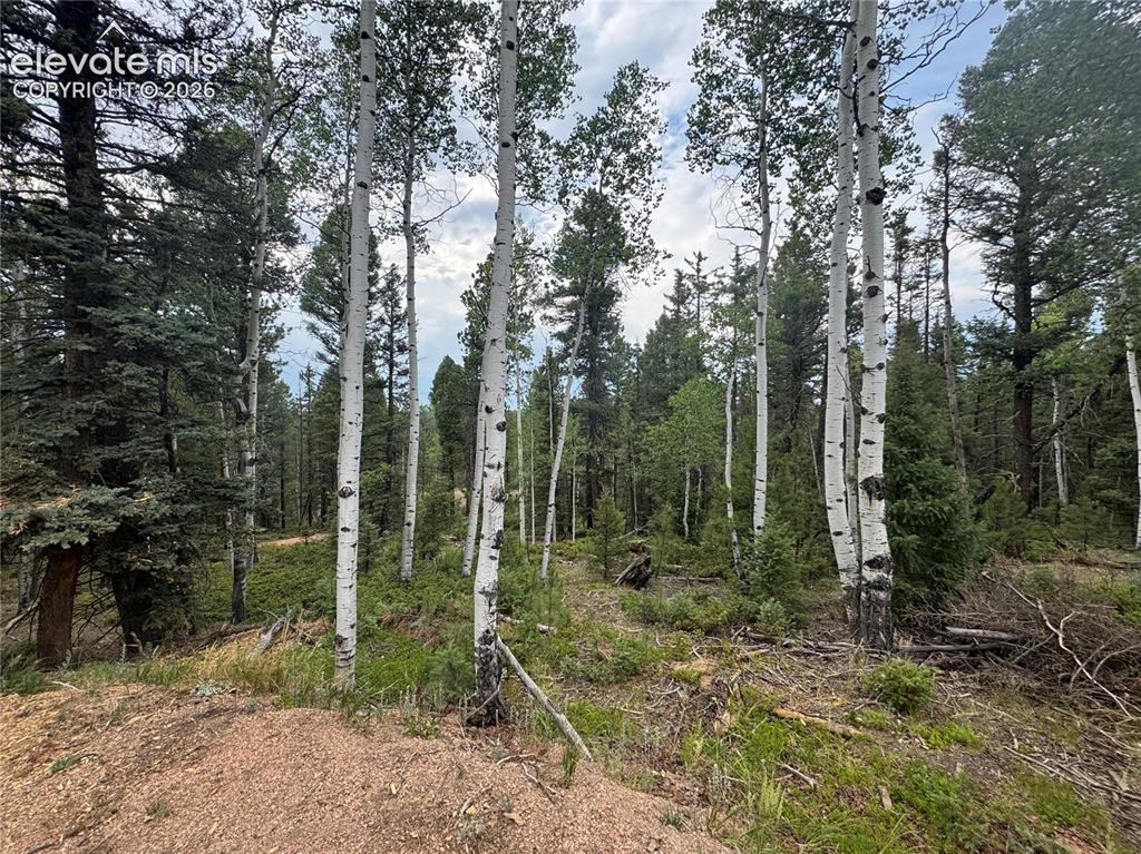 111 Elk Creek Drive Divide CO 80814