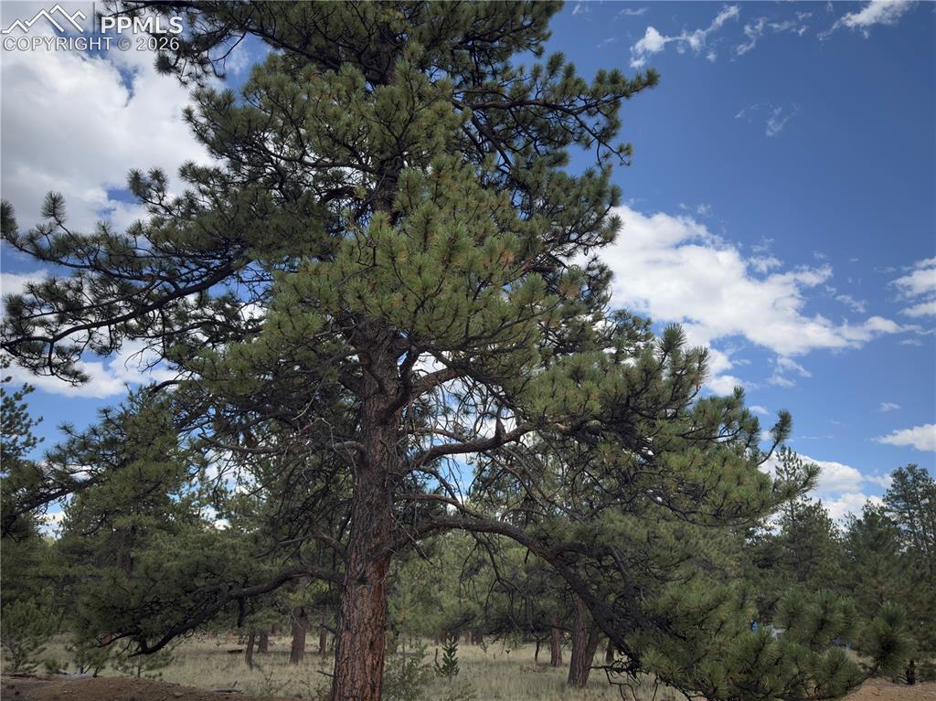 3948 S Muley Gulch Drive Hartsel CO 80449