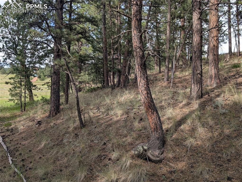 1379 S Mountain Estates Road Florissant CO 80816