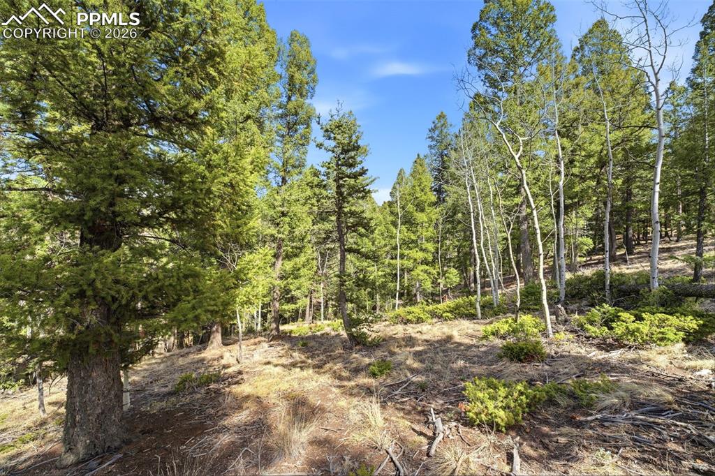 278 Cherry Lake Drive Divide CO 80814