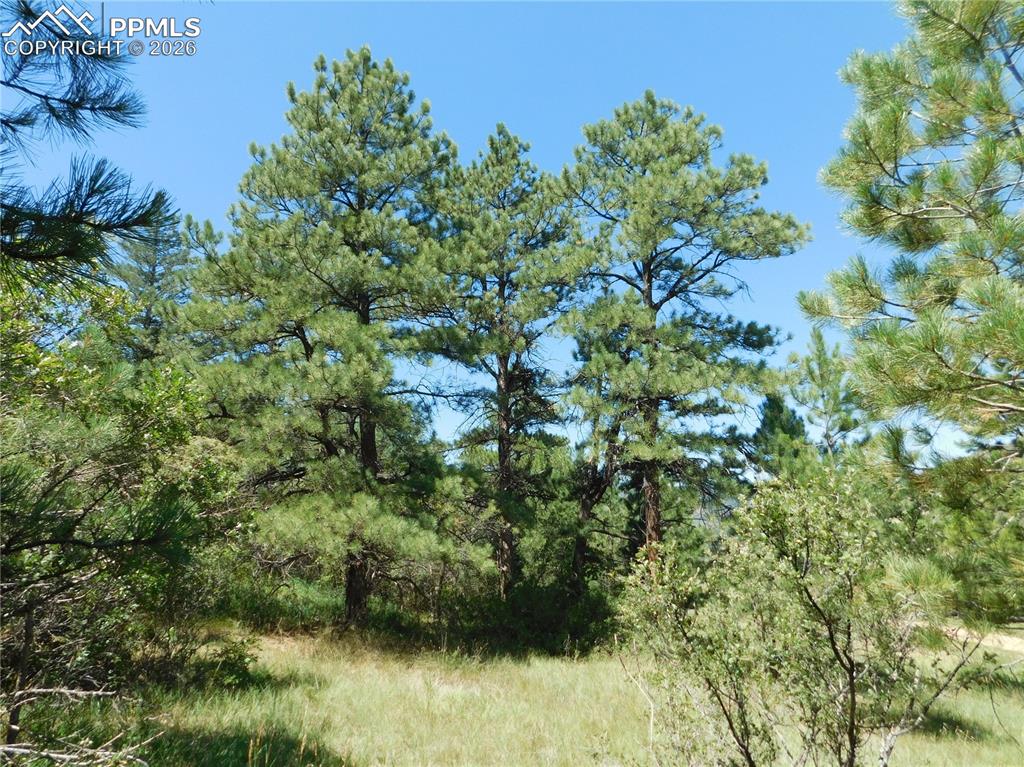 4668 Comanche Drive Larkspur CO 80118