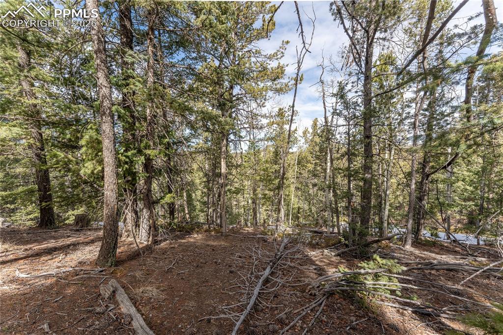 81 Haven Road Divide CO 80814