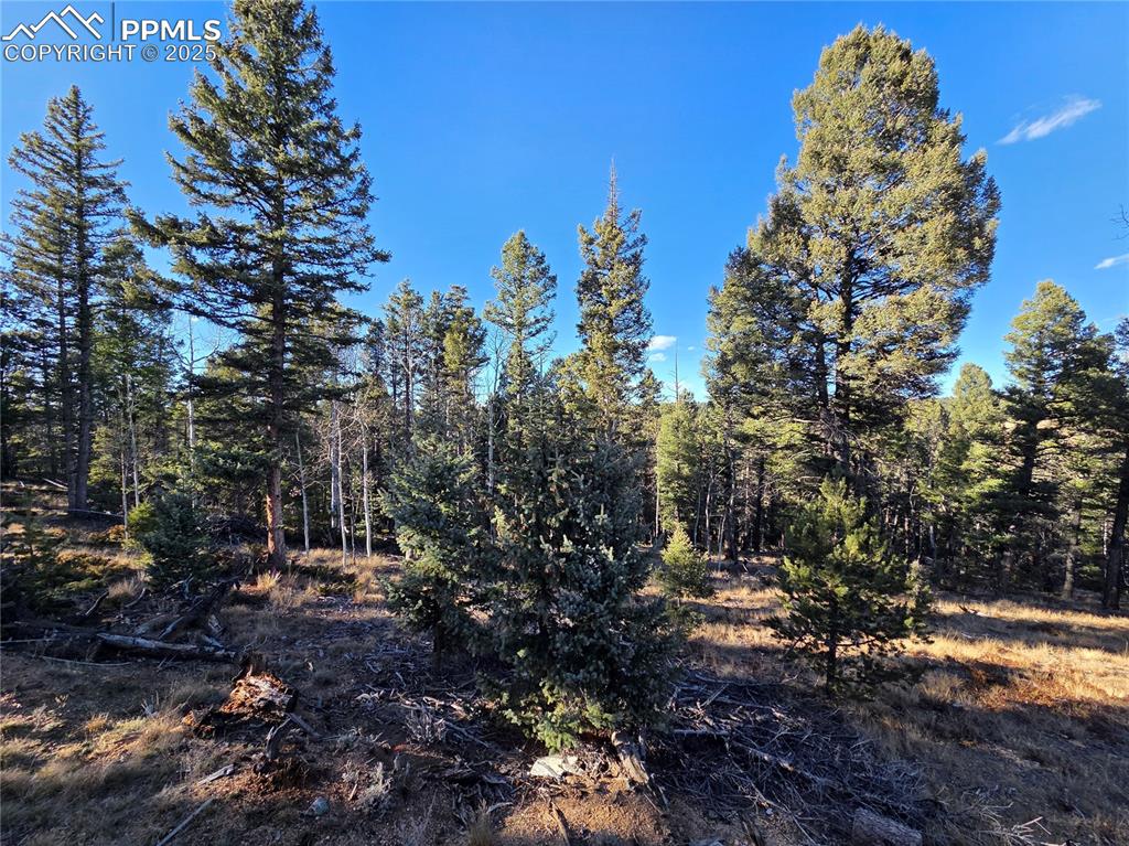 1434 Blue Mesa Drive Divide CO 80814