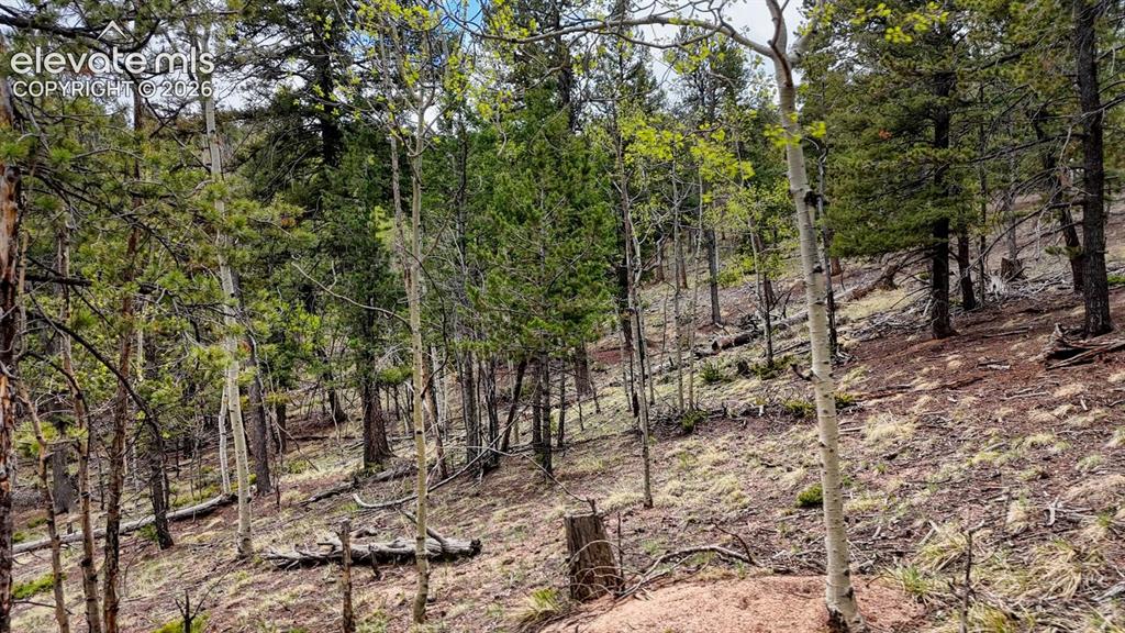 259 Potlatch Trail Woodland Park CO 80863