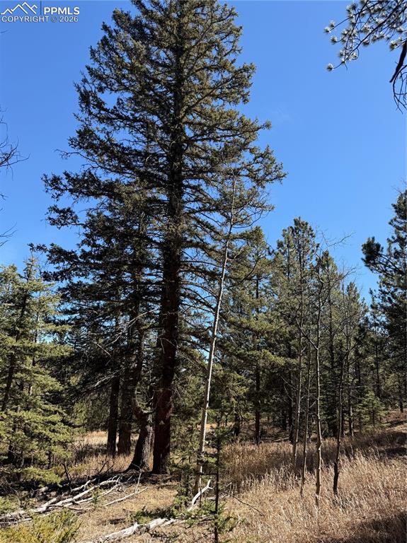 249 Gold Dust Creek Road Florissant CO 80816