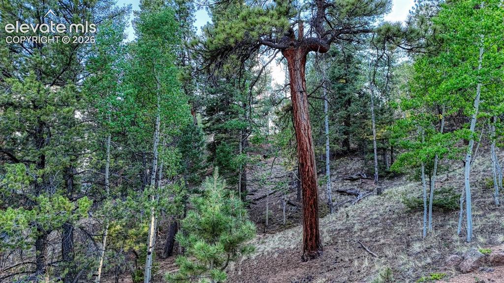 364 Blue Spruce Road Divide CO 80814