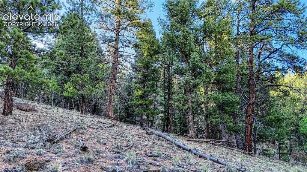 364 Blue Spruce Road Divide CO 80814