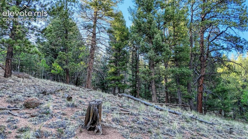 364 Blue Spruce Road Divide CO 80814