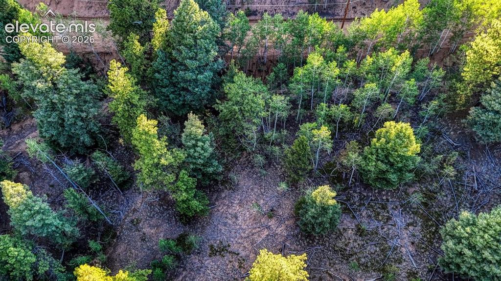 364 Blue Spruce Road Divide CO 80814
