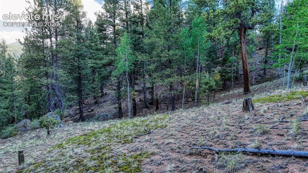 364 Blue Spruce Road Divide CO 80814
