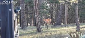 13395 Frank Road Colorado Springs CO 80908