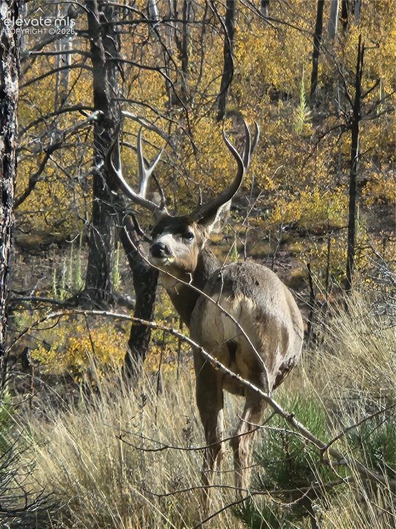 57 Fir Lane Florissant CO 80816