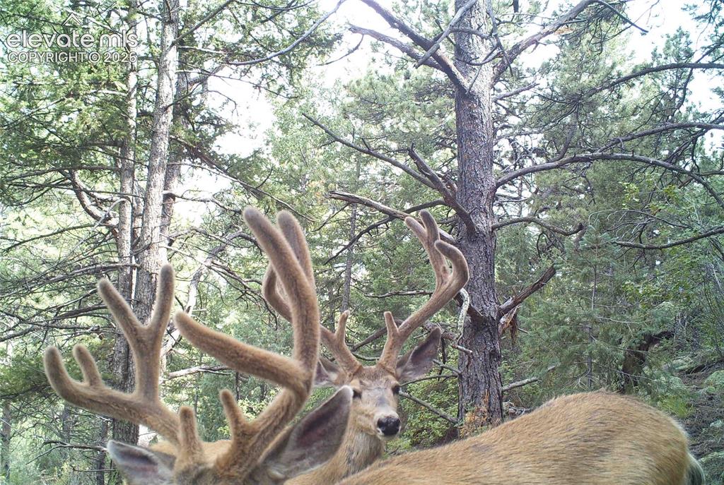 1137 County Road 111 Florissant CO 80816