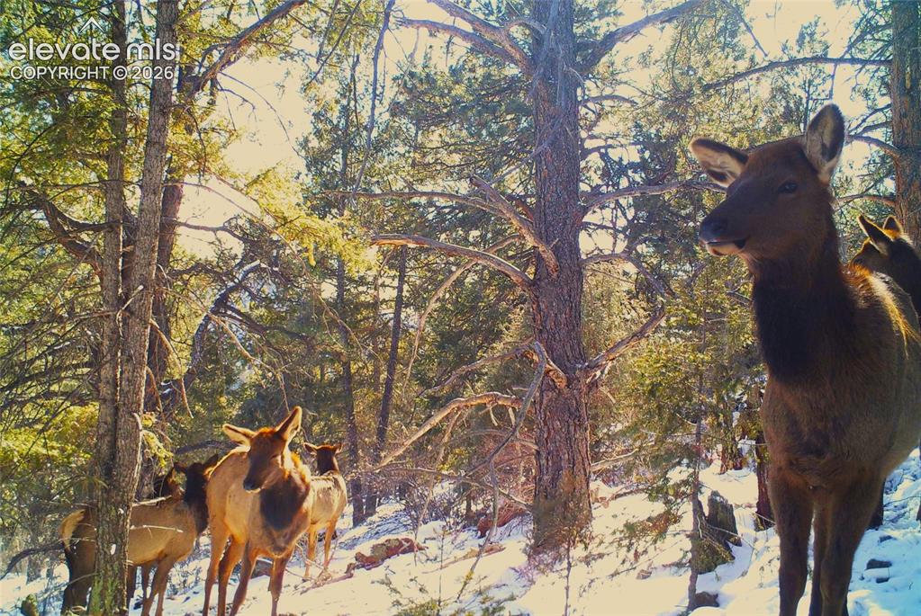 1137 County Road 111 Florissant CO 80816