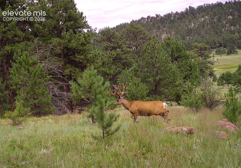 1137 County Road 111 Florissant CO 80816