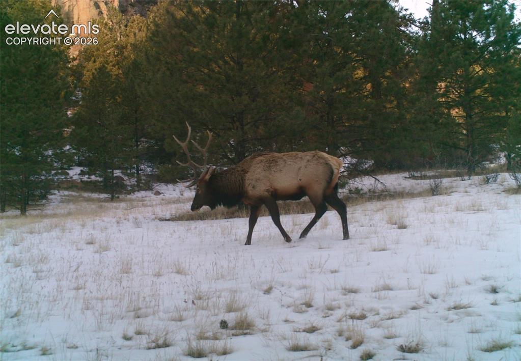 1137 County Road 111 Florissant CO 80816